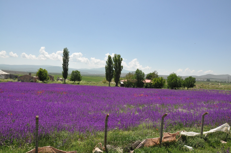 Kars’ta lavanta bahçesi büyülüyor