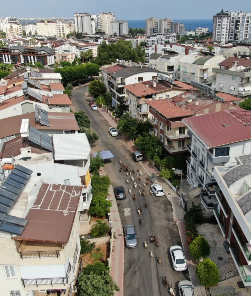 Antalya'nın modern çobanları