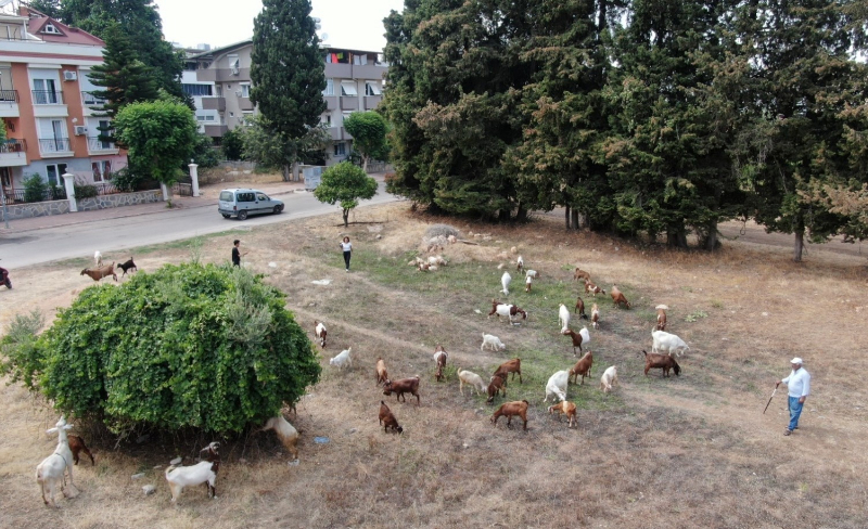 Antalya'nın modern çobanları