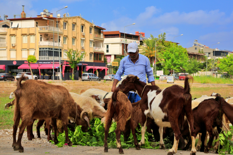 Antalya'nın modern çobanları