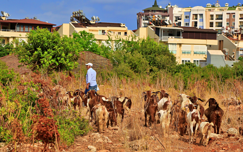 Antalya'nın modern çobanları