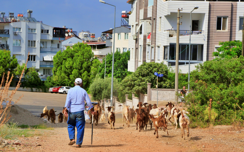 Antalya'nın modern çobanları