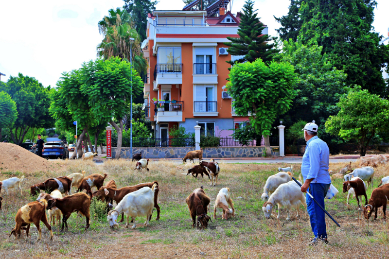 Antalya'nın modern çobanları