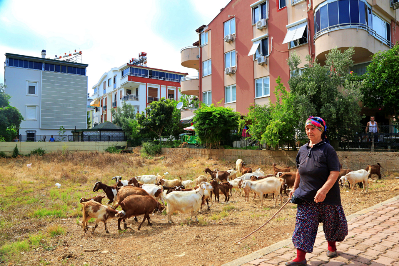 Antalya'nın modern çobanları