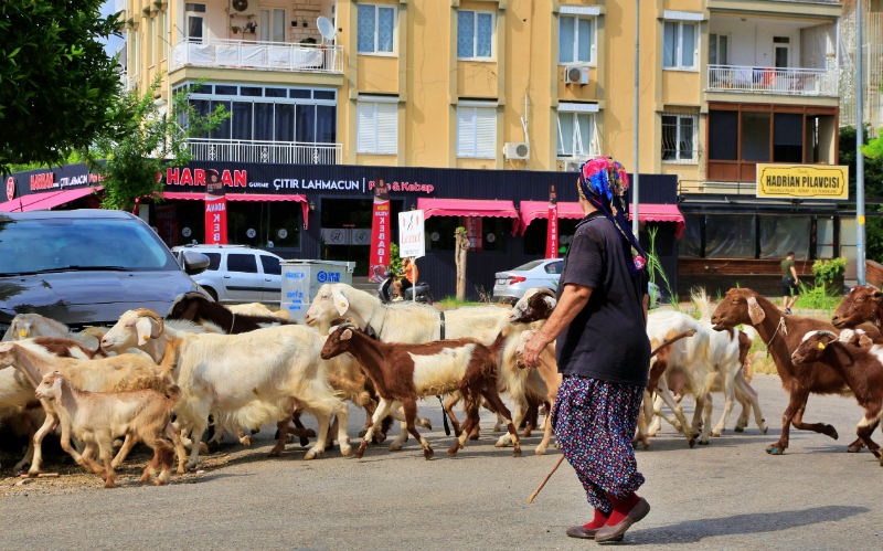 Antalya'nın modern çobanları