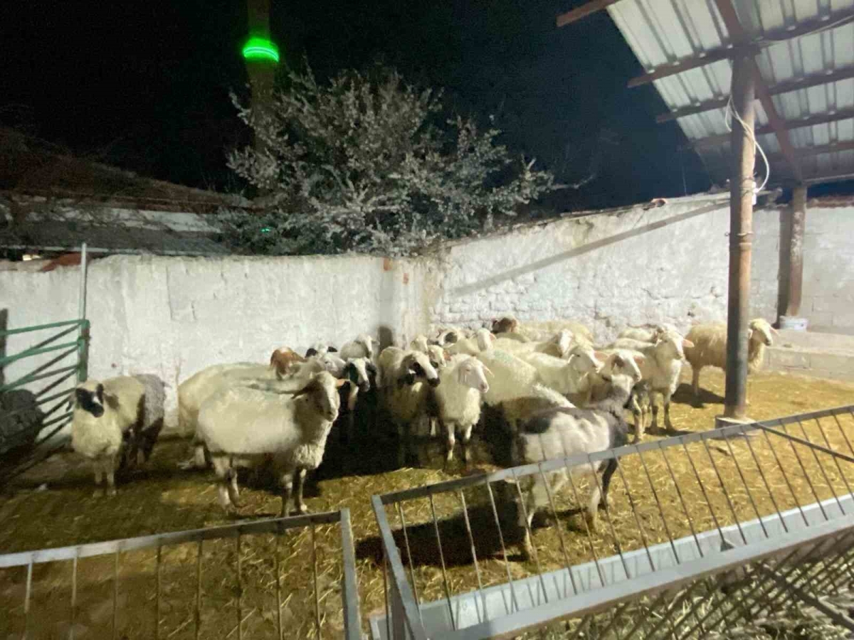 Konya’da koyun hırsızlığı şüphelisi yakalandı