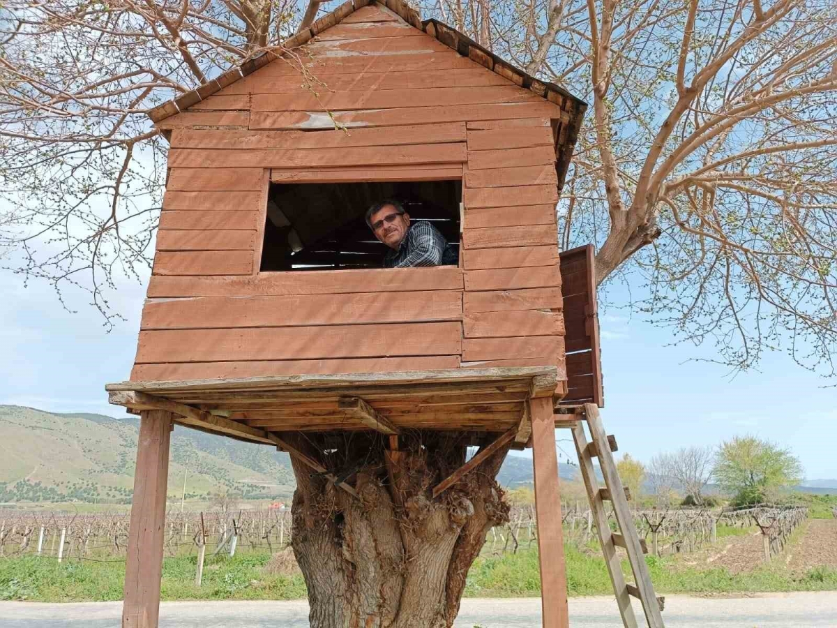 Üzüm bağındaki ağaç kondu ev ilgi odağı oldu