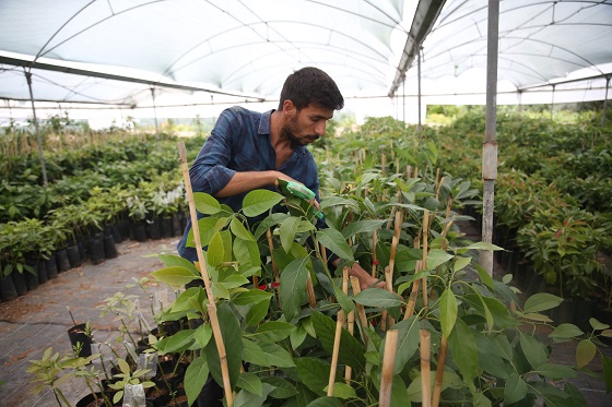 Portakal Ağaçları Arasında Avokado Üretimine Başladı 