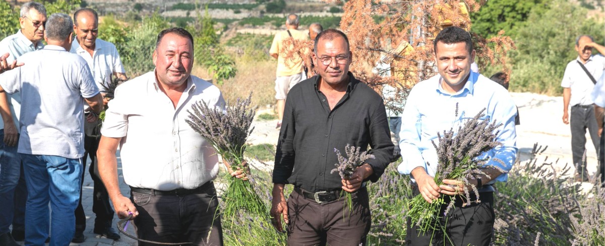 ÇALTIBOZKIR'DA LAVANTA HASAT ŞENLİĞİ