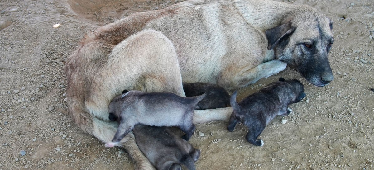 TARSUS BELEDİYESİ EKİPLERİ 5 YAVRU KÖPEK VE ANNEYİ KURTARDI