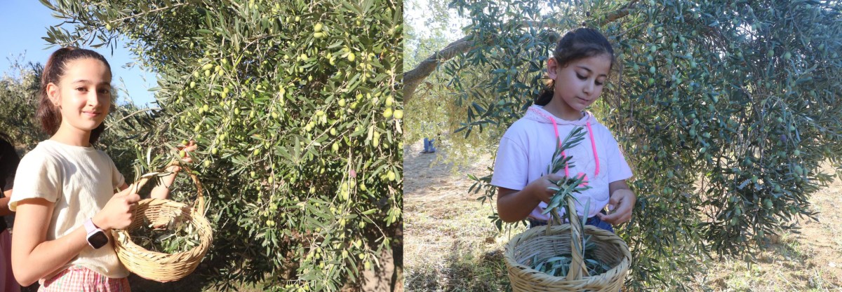 ENKAZ KENTTE ZEYTİN HASADI BURUK BAŞLADI