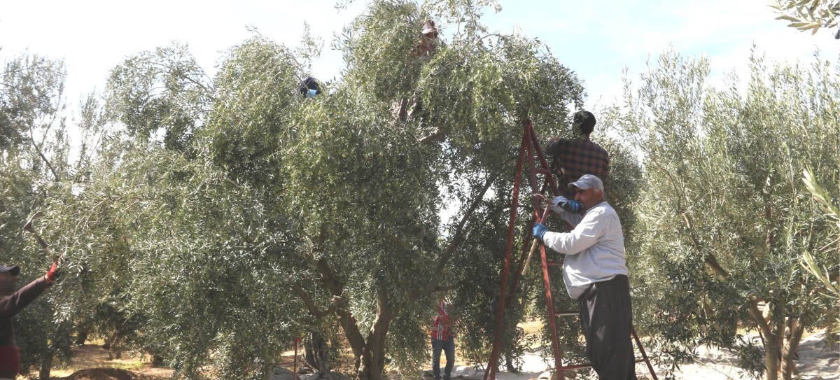 ZEYTİN ÜRETİCİLERİ HASADI ERTELEDİ