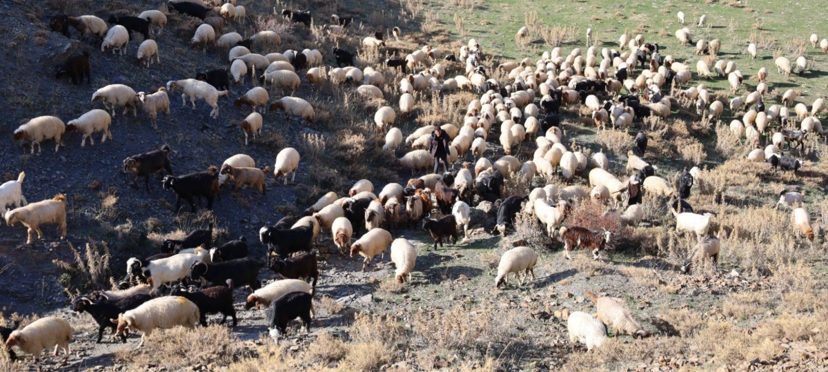 KONARGÖÇERLERİN KIŞ ÖNCESİ ZORLU GÖÇÜ BAŞLADI  