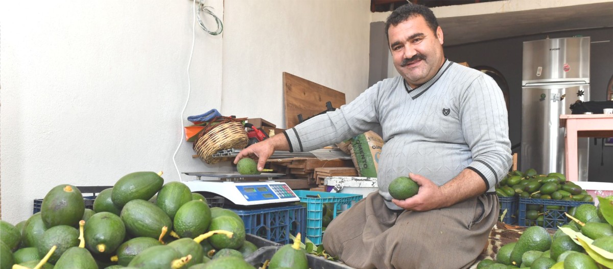 AVOKADO ÜRETİCİLERİ HASAT YAPTI