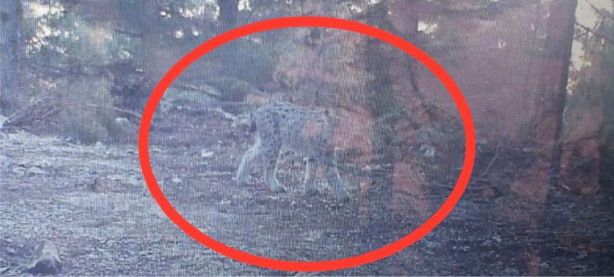 MERSİN'DE VAŞAK FOTOKAPANLA GÖRÜNTÜLENDİ