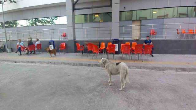 ADÜ Tıp Fakültesi Hastanesi çevresinde başıboş köpekler sorun olmaya başladı