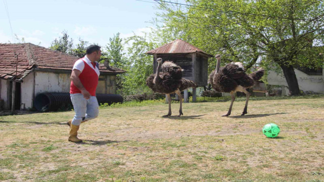 Devekuşu firarda: Ordu’da mahalle gezisine çıkan devekuşu tebessüm ettirdi