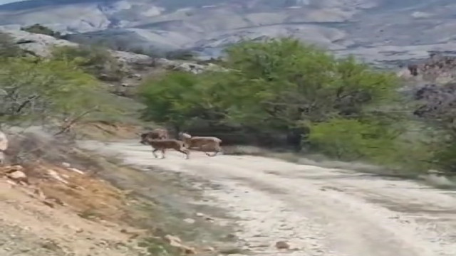 Elazığ’da dağ keçileri görüldü