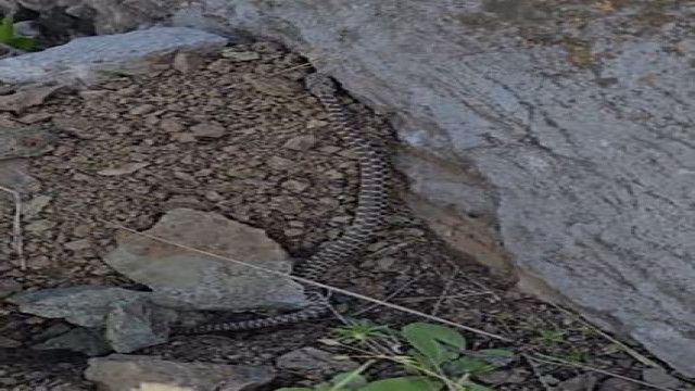 Elazığ’da zehirli kocabaş yılanı görüntülendi