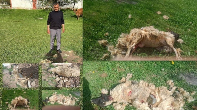 Erzincan’da başıboş köpeklerin saldırdığı 7 koyun telef oldu