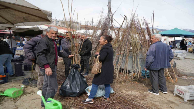 Erzincan’da meyve fidanı satışı başladı