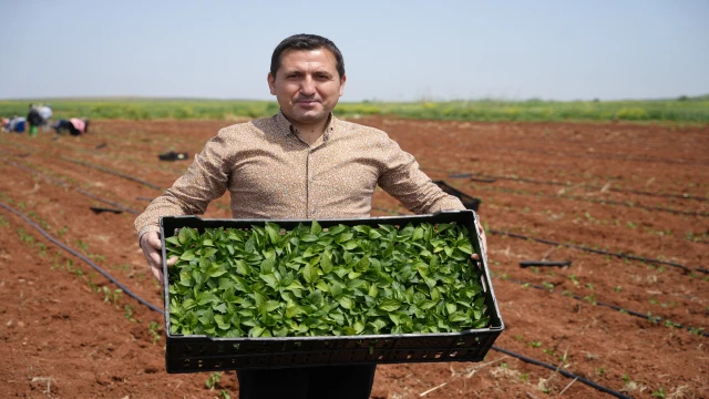 Kilis'te biber fideleri çocukların elleriyle toprakla buluştu