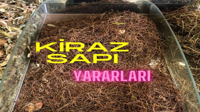 Kiraz Sapı: Sağlık İçin Doğal Bir Destek