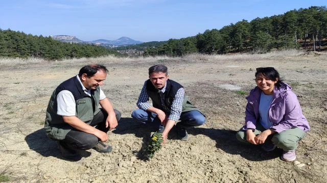 Kömür Ocağı Bal Ormanı haline geldi