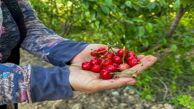 Kuzey yarımkürenin ilk kirazı hasat edildi