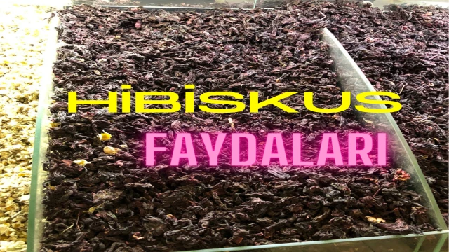 Renkli ve Gösterişli: Hibiskus Bitkisinin Büyüleyici Dünyası