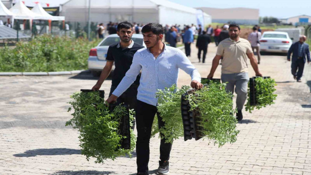 Şanlıurfa’da çiftçilere 2 milyon sebze fidesi dağıtıldı