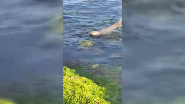 Sinop’ta nesli tükenmekte olan su samuru görüntülendi