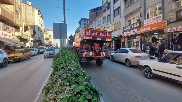 Sinop’ta orman yangını