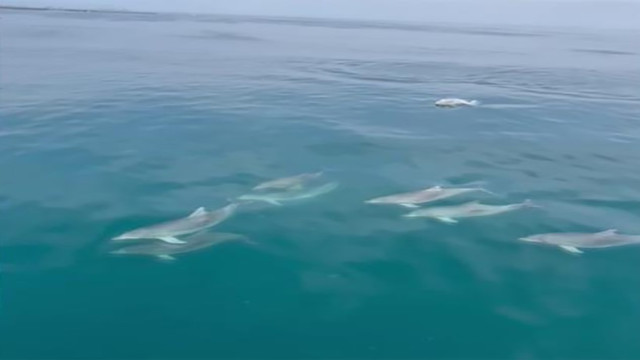 Sinop’ta yunusların dansı görsel şölen oluşturdu