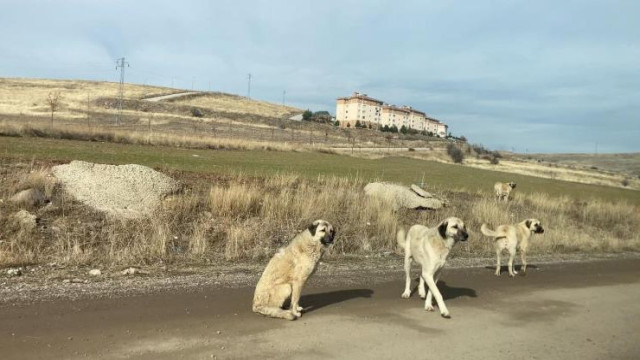 Ankara’da parkta yürüyen vatandaş başıboş köpeklerin saldırısına uğradı