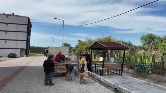 Artvin’in Arhavi ilçesinde başıboş sokak köpekleri mahalleliyi birbirine düşürdü