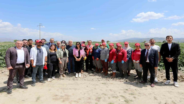 Başkan Yetişkin, enginar hasadına katıldı