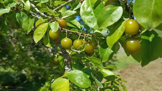 Bilecik’te yaşanan donda meyve ağaçları zarar gördü