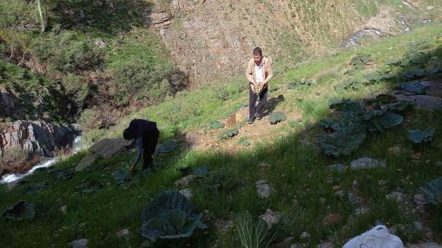 Bitlis’te zorlu yayla muzu mesaisi başladı