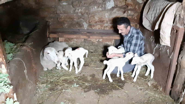 Bolu’da bir koyun seferde beşiz doğurdu