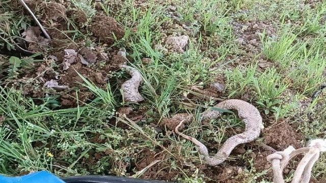 Çapa makinesine takılan 3 metrelik dev yılan paniğe neden oldu