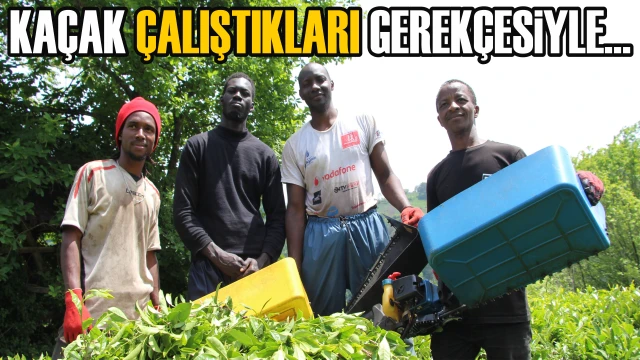 ÇAY İŞÇİLERİ SINIR DIŞI EDİLECEK  