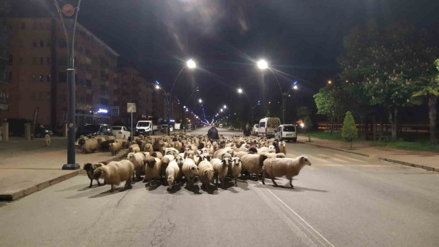 Doğu Karadeniz’de sürüler yaylalara çıkmaya başladı