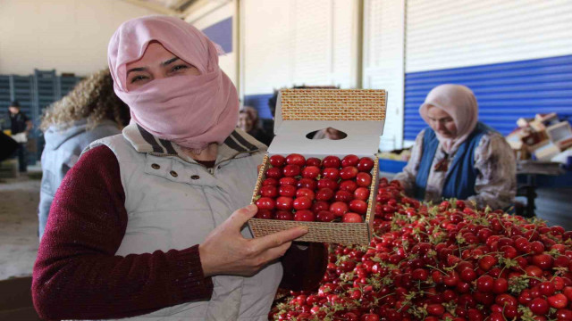 Dünya ülkeleri Manisa kirazını tercih ediyor