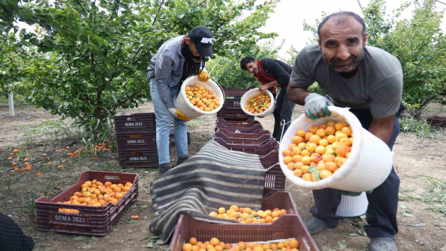 Enkaz kentte kayısı hasadı: Tarladan 20 TL’ye yurt içine, 25 TL’den yurt dışına satılıyor