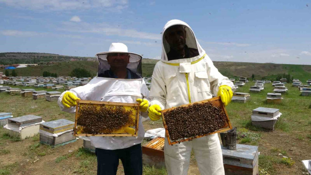 Gezgin arıcılar zengin floralı Bozok Yaylası’nı tercih ediyor