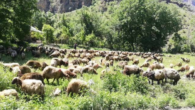 Hakkari’de tır devrildi, onlarca koyun telef oldu