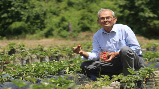 Hobi amaçlı başladığı çilek yetiştiriciliği emekli madencinin gelir kapısı oldu