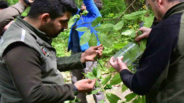 Karadeniz’de kestanede verimini düşüren gal arılarına karşı biyolojik mücadele sürüyor