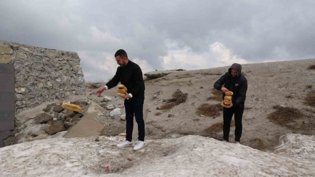 Karla kaplı Nemrut’taki yabani hayvanlar unutulmadı